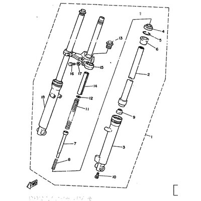 INNERES GABELBEINROHR 1
